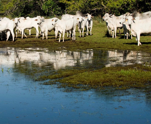 Carne Sustentável do Pantanal